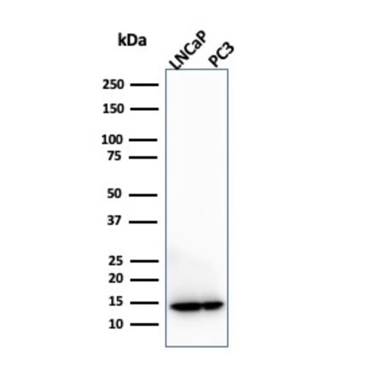 Western Blot - Anti-MIF Antibody [MIF/3490] - BSA and Azide free (A278296) - Antibodies.com
