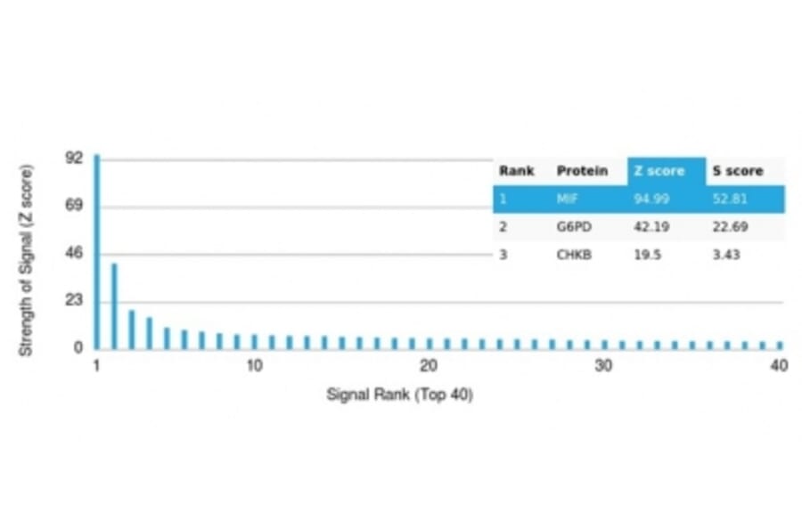 Protein Array - Anti-MIF Antibody [MIF/3490] - BSA and Azide free (A278296) - Antibodies.com