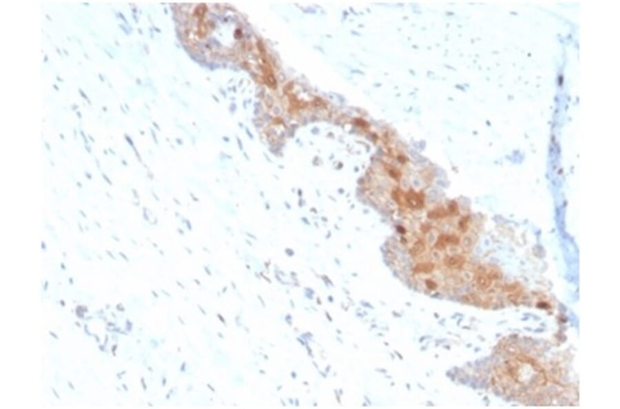 Immunohistochemistry - Anti-MIF Antibody [MIF/4336] - BSA and Azide free (A278297) - Antibodies.com