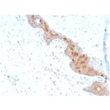 Immunohistochemistry - Anti-MIF Antibody [MIF/4336] - BSA and Azide free (A278297) - Antibodies.com