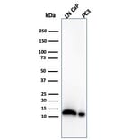 Western Blot - Anti-MIF Antibody [MIF/4336] - BSA and Azide free (A278297) - Antibodies.com