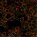 Immunofluorescence - Anti-MiTF Antibody [PCRP-MITF-1D9] - BSA and Azide free (A278298) - Antibodies.com