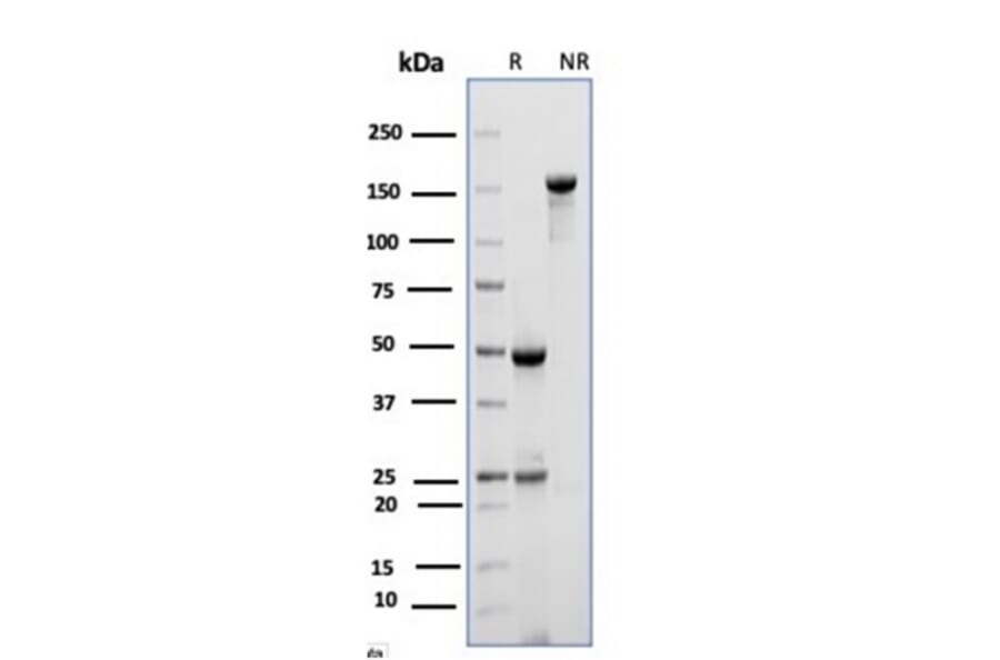SDS-PAGE - Anti-CD10 Antibody [MME/6714] - BSA and Azide free (A278301) - Antibodies.com