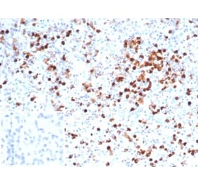 Immunohistochemistry - Anti-Myeloperoxidase Antibody [MPO/7116] - BSA and Azide free (A278302) - Antibodies.com