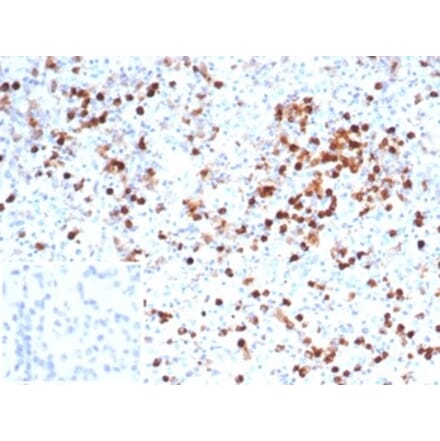 Immunohistochemistry - Anti-Myeloperoxidase Antibody [MPO/7116] - BSA and Azide free (A278302) - Antibodies.com