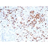 Immunohistochemistry - Anti-Myeloperoxidase Antibody [MPO/7116] - BSA and Azide free (A278302) - Antibodies.com