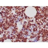 Immunohistochemistry - Anti-Myeloperoxidase Antibody [MPO/7118] - BSA and Azide free (A278303) - Antibodies.com