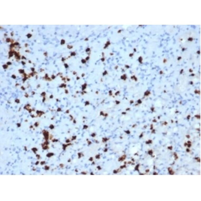 Immunohistochemistry - Anti-Myeloperoxidase Antibody [MPO/7118] - BSA and Azide free (A278303) - Antibodies.com