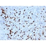 Immunohistochemistry - Anti-Myeloperoxidase Antibody [MPO/7118] - BSA and Azide free (A278303) - Antibodies.com
