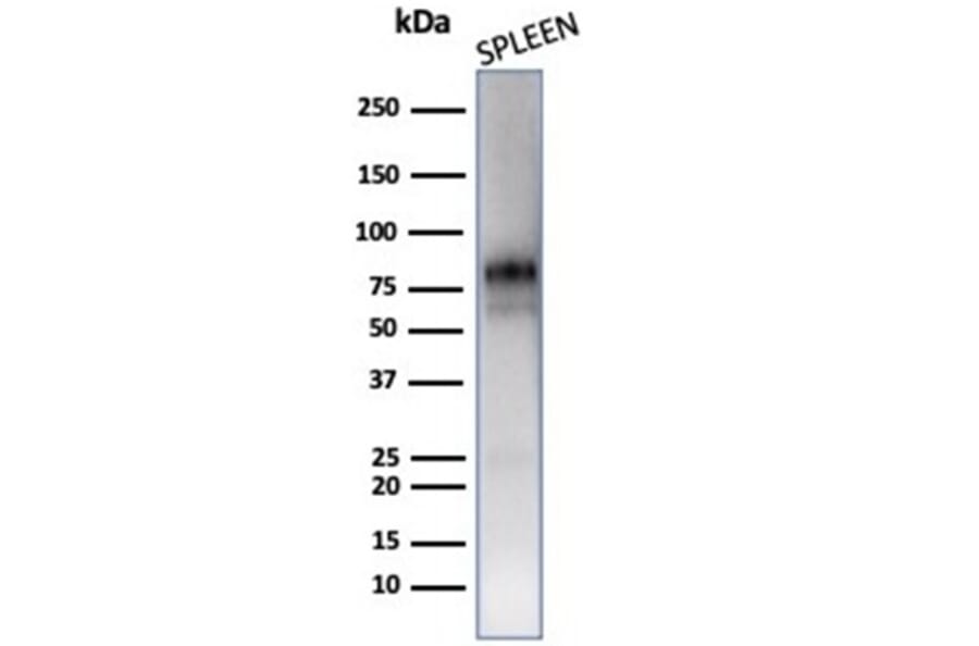 Western Blot - Anti-Myeloperoxidase Antibody [MPO/7118] - BSA and Azide free (A278303) - Antibodies.com