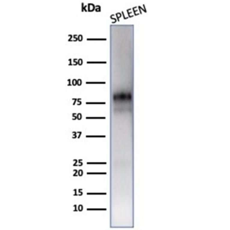 Western Blot - Anti-Myeloperoxidase Antibody [MPO/7118] - BSA and Azide free (A278303) - Antibodies.com