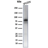 Western Blot - Anti-Myeloperoxidase Antibody [MPO/7118] - BSA and Azide free (A278303) - Antibodies.com