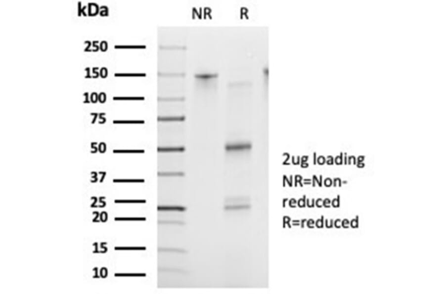 SDS-PAGE - Anti-FOXB2 Antibody [PCRP-FOXB2-2B2] - BSA and Azide free (A278304) - Antibodies.com