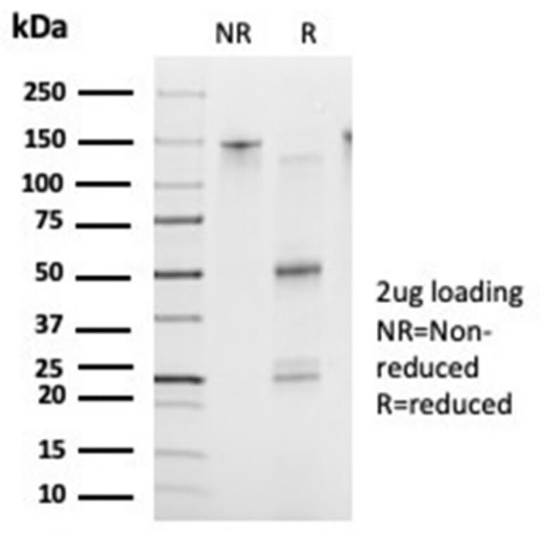 SDS-PAGE - Anti-FOXB2 Antibody [PCRP-FOXB2-2B2] - BSA and Azide free (A278304) - Antibodies.com