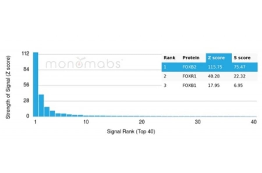 Protein Array - Anti-FOXB2 Antibody [PCRP-FOXB2-2B2] - BSA and Azide free (A278304) - Antibodies.com