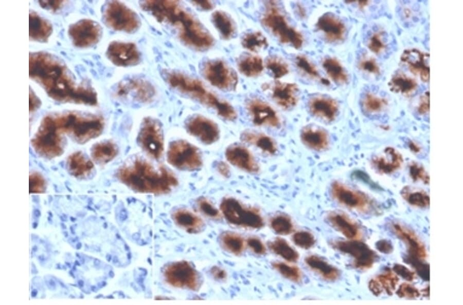 Immunohistochemistry - Anti-MUC1 Antibody [Mc5] - BSA and Azide free (A278306) - Antibodies.com