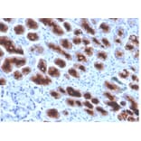 Immunohistochemistry - Anti-MUC1 Antibody [Mc5] - BSA and Azide free (A278306) - Antibodies.com