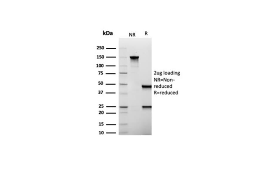 SDS-PAGE - Anti-MUC1 Antibody [Mc5] - BSA and Azide free (A278306) - Antibodies.com