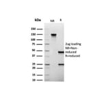 SDS-PAGE - Anti-MUC1 Antibody [Mc5] - BSA and Azide free (A278306) - Antibodies.com