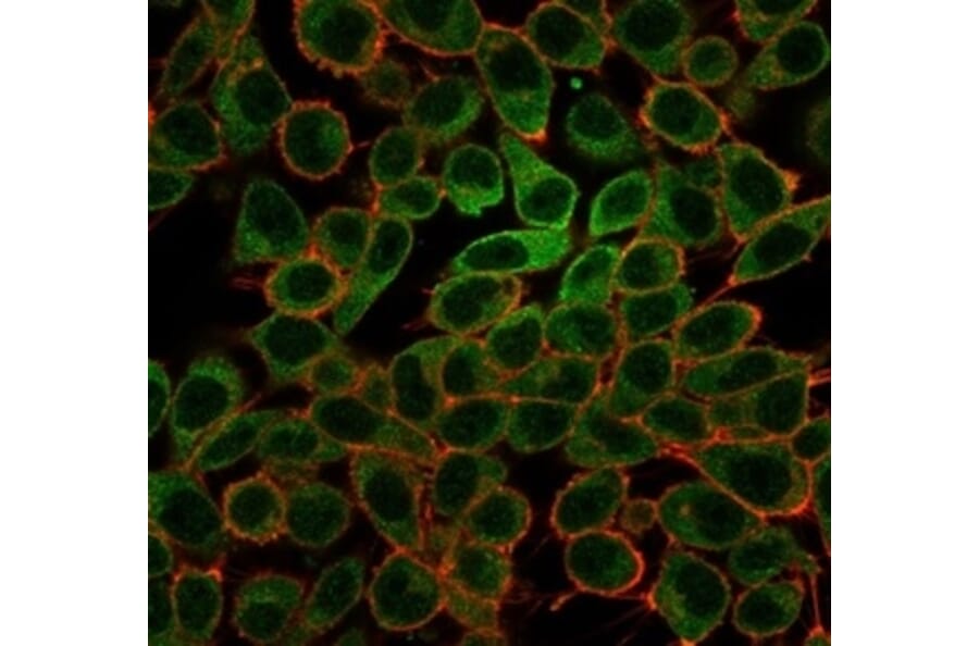 Immunofluorescence - Anti-L-Myc Antibody [PCRP-MYCL-2D5] - BSA and Azide free (A278307) - Antibodies.com
