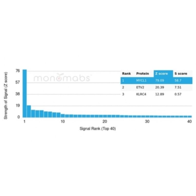 Protein Array - Anti-L-Myc Antibody [PCRP-MYCL-2D5] - BSA and Azide free (A278307) - Antibodies.com