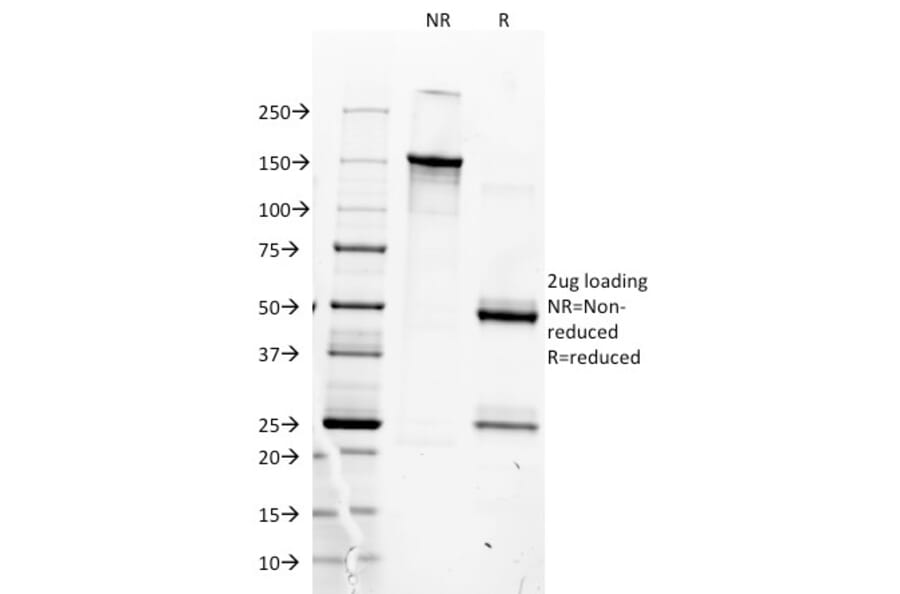 SDS-PAGE - Anti-MyoD1 Antibody [5.8A] - BSA and Azide free (A278308) - Antibodies.com