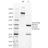 SDS-PAGE - Anti-MyoD1 Antibody [5.8A] - BSA and Azide free (A278308) - Antibodies.com