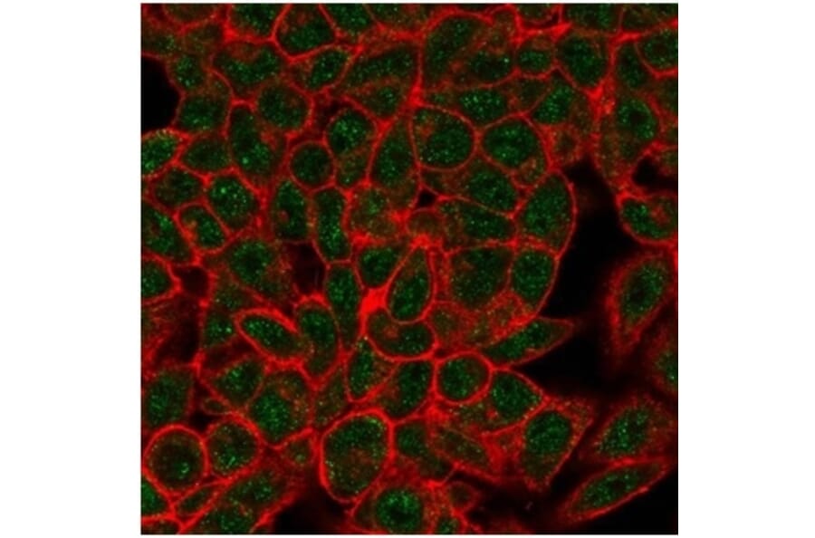 Immunofluorescence - Anti-Myogenin Antibody [PCRP-MYOG-1C5] - BSA and Azide free (A278309) - Antibodies.com