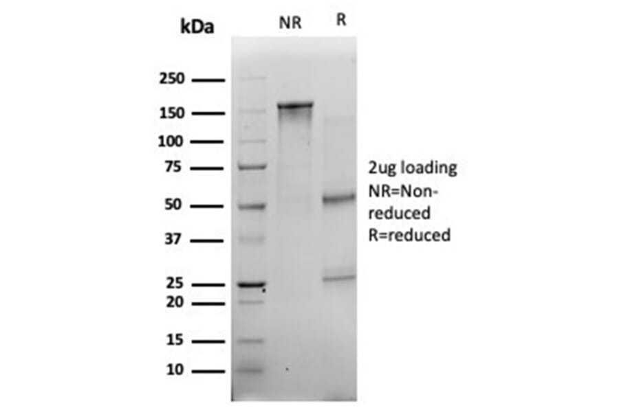 SDS-PAGE - Anti-Myogenin Antibody [PCRP-MYOG-1C5] - BSA and Azide free (A278309) - Antibodies.com