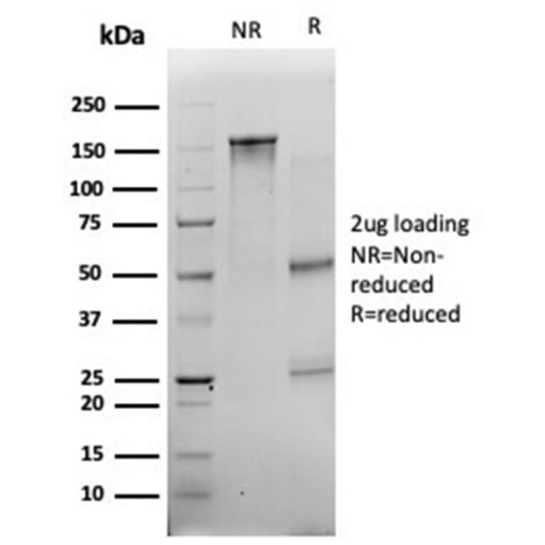 SDS-PAGE - Anti-Myogenin Antibody [PCRP-MYOG-1C5] - BSA and Azide free (A278309) - Antibodies.com