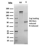 SDS-PAGE - Anti-Myogenin Antibody [PCRP-MYOG-1C5] - BSA and Azide free (A278309) - Antibodies.com