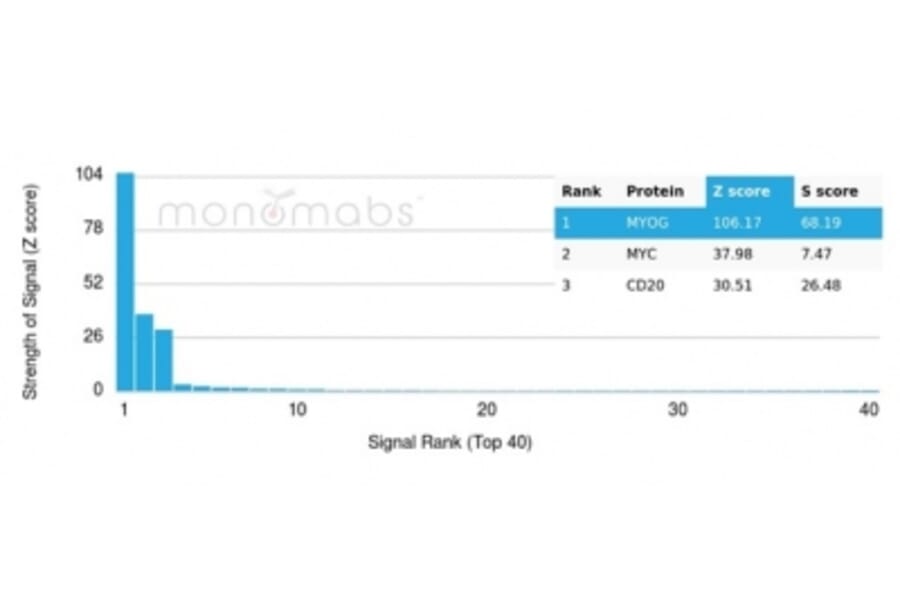 Protein Array - Anti-Myogenin Antibody [PCRP-MYOG-1C5] - BSA and Azide free (A278309) - Antibodies.com