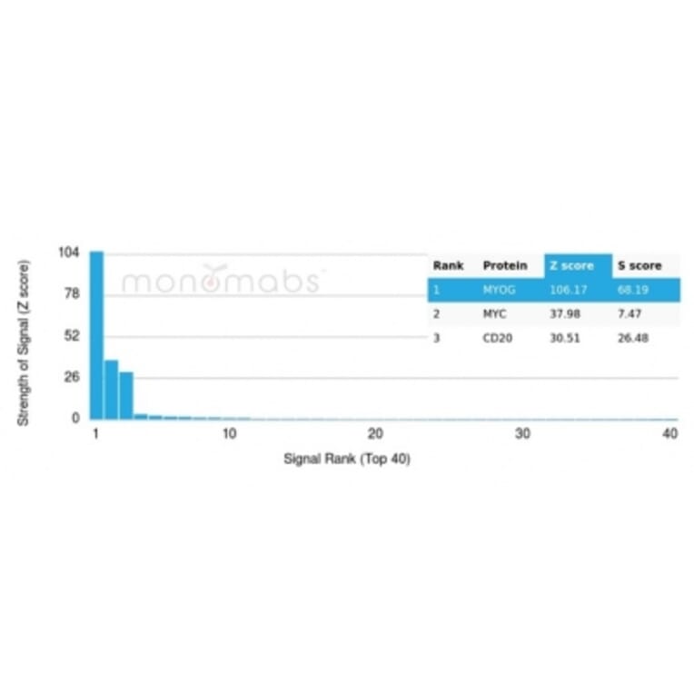 Protein Array - Anti-Myogenin Antibody [PCRP-MYOG-1C5] - BSA and Azide free (A278309) - Antibodies.com