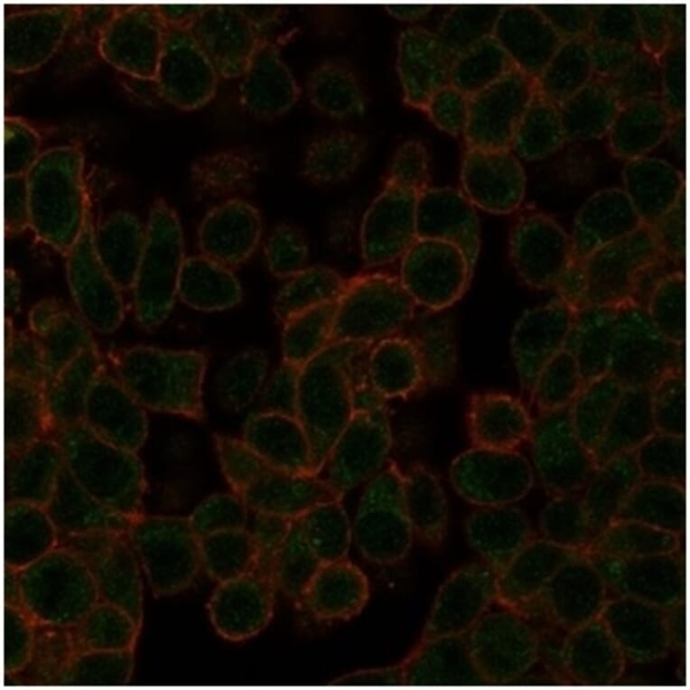 Immunofluorescence - Anti-NeuroD2 Antibody [PCRP-NEUROD2-1G1] - BSA and Azide free (A278311) - Antibodies.com