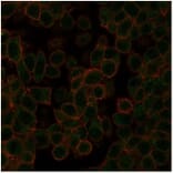 Immunofluorescence - Anti-NeuroD2 Antibody [PCRP-NEUROD2-1G1] - BSA and Azide free (A278311) - Antibodies.com