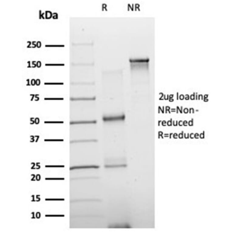 SDS-PAGE - Anti-NeuroD2 Antibody [PCRP-NEUROD2-1G1] - BSA and Azide free (A278311) - Antibodies.com