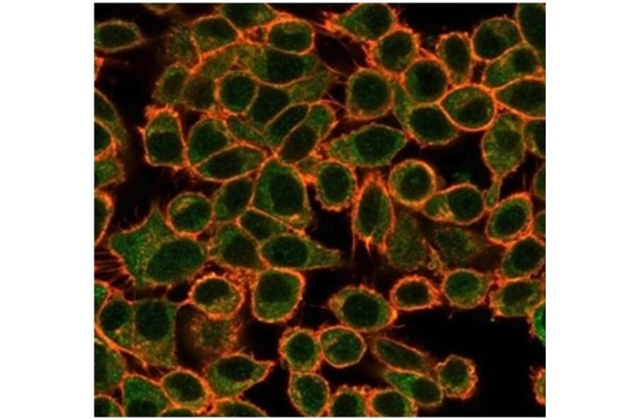 Immunofluorescence - Anti-NFIA Antibody [PCRP-NFIA-2C6] - BSA and Azide free (A278312) - Antibodies.com