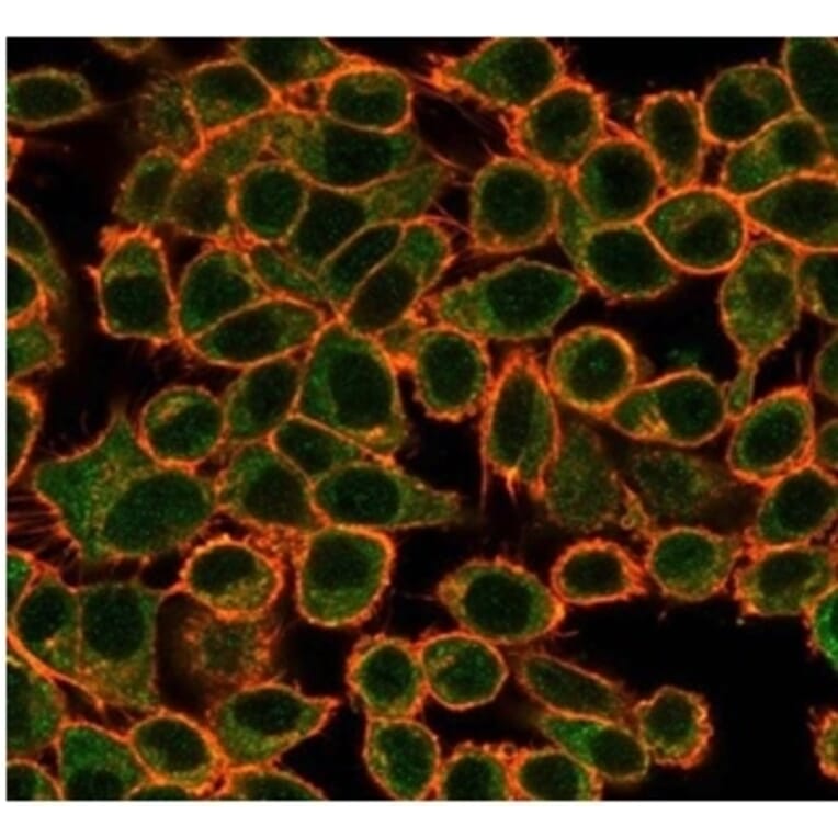 Immunofluorescence - Anti-NFIA Antibody [PCRP-NFIA-2C6] - BSA and Azide free (A278312) - Antibodies.com