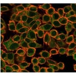 Immunofluorescence - Anti-NFIA Antibody [PCRP-NFIA-2C6] - BSA and Azide free (A278312) - Antibodies.com