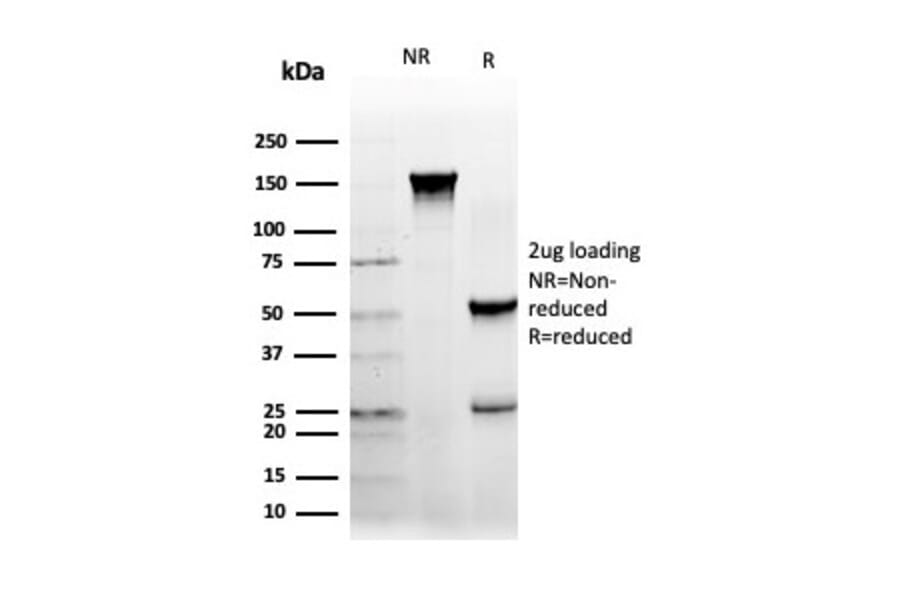 SDS-PAGE - Anti-NFIA Antibody [PCRP-NFIA-2C6] - BSA and Azide free (A278312) - Antibodies.com