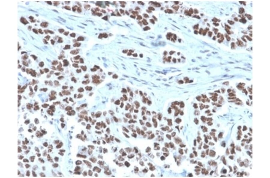 Immunohistochemistry - Anti-NFIA Antibody [PCRP-NFIA-2C6] - BSA and Azide free (A278312) - Antibodies.com