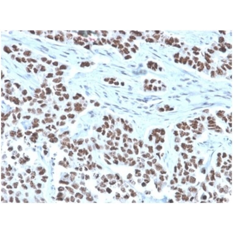 Immunohistochemistry - Anti-NFIA Antibody [PCRP-NFIA-2C6] - BSA and Azide free (A278312) - Antibodies.com
