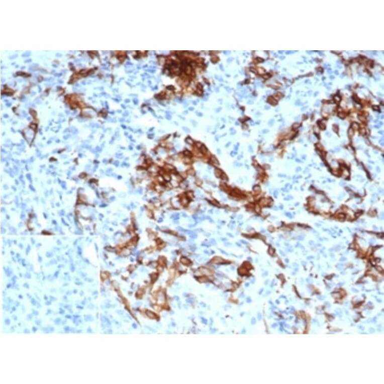 Immunohistochemistry - Anti-p75 NGF Receptor Antibody [NGFR/4919] - BSA and Azide free (A278313) - Antibodies.com