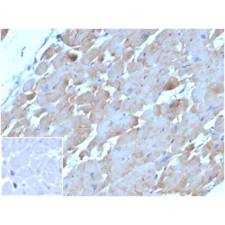 Immunohistochemistry - Anti-BNP Antibody [NPPB/4493] - BSA and Azide free (A278316) - Antibodies.com