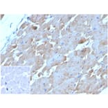 Immunohistochemistry - Anti-BNP Antibody [NPPB/4493] - BSA and Azide free (A278316) - Antibodies.com