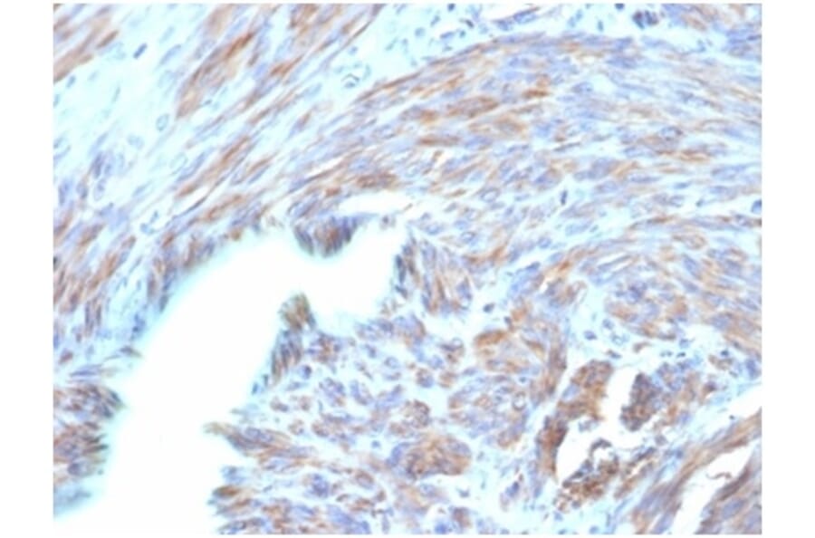 Immunohistochemistry - Anti-BNP Antibody [NPPB/4493] - BSA and Azide free (A278316) - Antibodies.com
