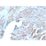 Immunohistochemistry - Anti-BNP Antibody [NPPB/4493] - BSA and Azide free (A278316) - Antibodies.com