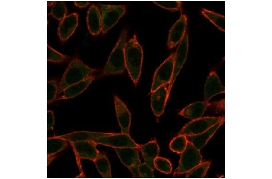 Immunofluorescence - Anti-NeuroG3 Antibody [PCRP-NEUROG3-1E10] - BSA and Azide free (A278318) - Antibodies.com