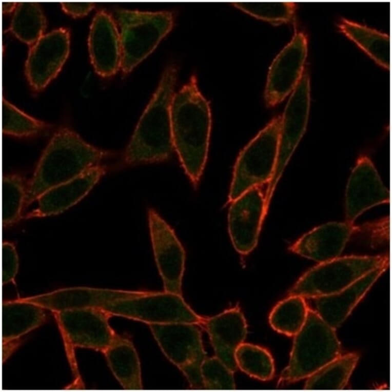 Immunofluorescence - Anti-NeuroG3 Antibody [PCRP-NEUROG3-1E10] - BSA and Azide free (A278318) - Antibodies.com