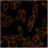 Immunofluorescence - Anti-NeuroG3 Antibody [PCRP-NEUROG3-1E10] - BSA and Azide free (A278318) - Antibodies.com